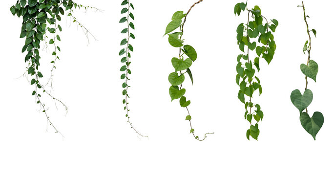 Set of green leaves from Javanese treebine or grape ivy (Cissus spp.), a jungle vine and hanging ivy plant bush foliage, isolated on a white background with a clipping path