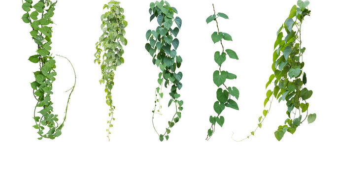 Set of green leaves from Javanese treebine or grape ivy (Cissus spp.), a jungle vine and hanging ivy plant bush foliage, isolated on a white background with a clipping path
