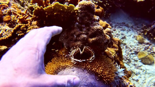 Underwater close-up shows a scuba diver's hand moving toward a fan worm or feather duster worm on a Pacific reef