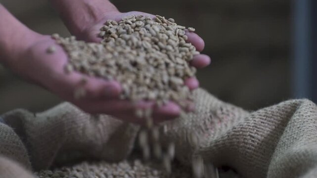 chilean coffee beans roasting cafe espresso specialty barista morning brew