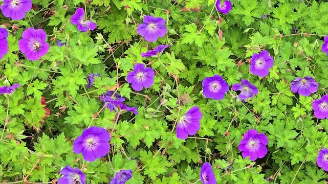 Beautiful purple geranium rozanne flowers swaying gently in a summer garden breeze
