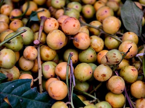Lotkon (Baccaurea ramiflora) Fruits Hanging on Tree