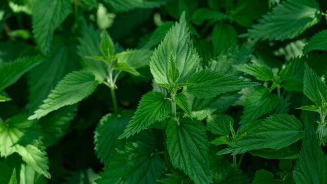 Vibrant green stinging nettle plants growing in nature.