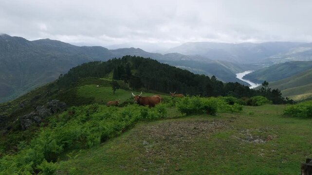 Long horned Barros&atilde; cattle grazing freely in the green mountain pastures of Peneda Ger&ecirc;s National Park in Northern Portugal.