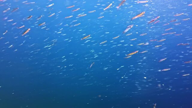A school of fusilier baitfish swimming rapidly over a hard coral reef ecosystem in the clear waters of the Red Sea.