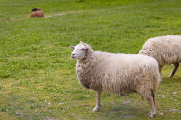 Fototapeta premium Beautiful white sheep on green grass background in national park or animal reserve