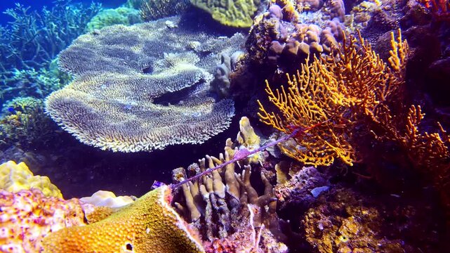 Vast table corals grow alongside bright orange sea fans and soft, branched corals.
