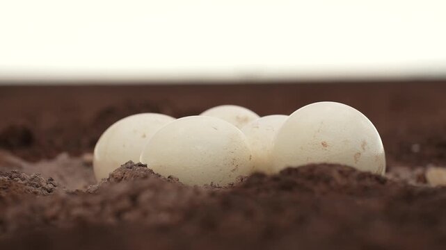 Ostrich Eggs Waiting to Hatch | Beautiful Wildlife Moment