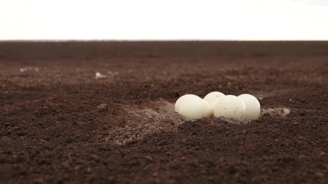 Ostrich Eggs in the Wild | Rare Nesting Moment in Nature