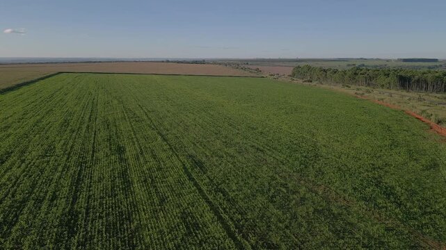 Large cereal crop plantation in vegetative growth stage near N&uacute;cleo Rural Rio Preto, Planaltina, Federal District, Brazil, bordered by eucalyptus stands within the Cerrado agribusiness region, oblique