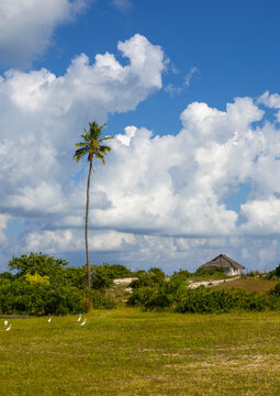 Small traditional house near a plam tree, Nampula Province, Island of Mozambique, Mozambique