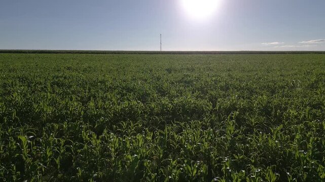 Young sorghum crop plantation during vegetative growth stage near N&uacute;cleo Rural Rio Preto, Planaltina, Federal District, Brazil, showing large scale agribusiness cultivation in the Cerrado biome, aeria