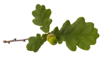 Green oak acorn with textured cap on branch with lobed leaves © Lena