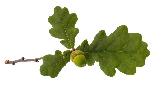 Green oak acorn with textured cap on branch with lobed leaves