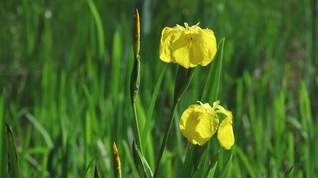 Yellow Flag flowers, Iris pseudacorus, in late Spring. UK.