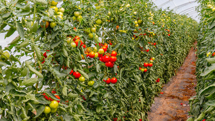 Fototapeta premium Bountiful ripe red and green tomatoes growing on tall plants inside a large protective greenhouse