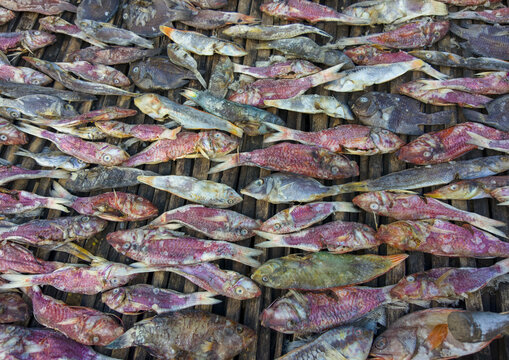 Fishes drying in the sun, Nampula Province, Island of Mozambique, Mozambique