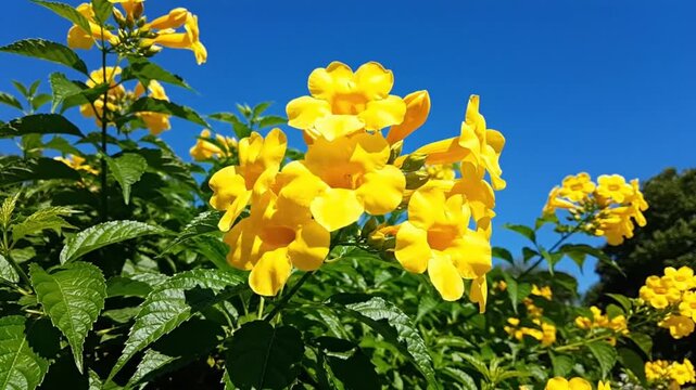 Bright Yellow Trumpet Flowers Blossoming in the Sunlight Against a Clear Blue Sky on a Sunny Day