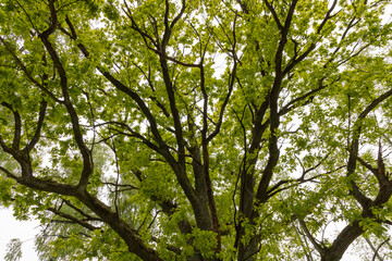 Fototapeta premium Looking Up Through a Green Oak Canopy: Sunlit Branches and Lush Leaves in a Woodland Park