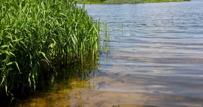 A blue river with a green bank, a calm blue river flows past a forest area and thickets of tall grass under bright sunlight at noon.