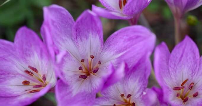 autumn pink flowers, several beautiful pink crocus flowers that appear in the autumn cold season, garden design