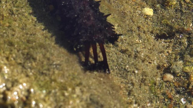 Feeding tentacles and connective tissue work. Edible sea cucumber (Holothuria edulis) feeds on the sandy bottom of the Andaman sea. Thailand