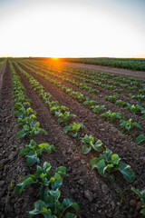 Green agricultural field with young healthy crops growing in rows receiving sunlight during sunset
