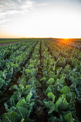 Cabbage crops growing in farm field during sunset, organic agriculture for healthy food production