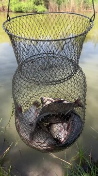 Fish trapped in fishing keepnet hanging above water after successful catch. Concept of recreational fishing and freshwater fish harvest. Vertical video