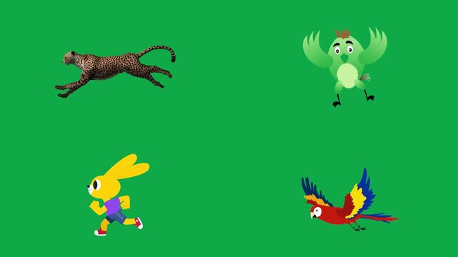 Cheetah Parrot Runner Macaw animation on green screen chroma key background flat lighting no shadow flush edge isolated minimal animated character perfect compositing vfx asset high quality render