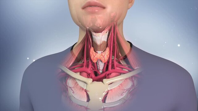 3D animation of thyroid gland and human neck anatomy: bones, muscles, arteries, veins, trachea, and pharyngeal organs. Endocrine system medical teaching visualization.