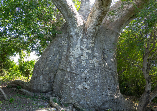 Huge baobab trunk, Inhambane Province, Vilankulo, Mozambique