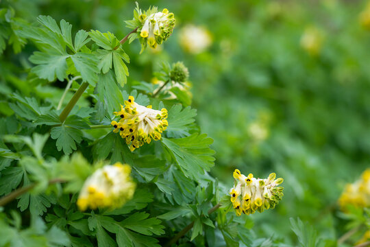 Like tiny lanterns hidden in a sea of green, the delicate blossoms of Siberian corydalis announce the arrival of spring. Siberian corydalis (Corydalis nobilis) flowers blooming among green foliage. 