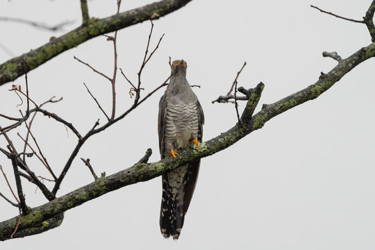 Close-up of a Common Cuckoo (Cuculus canorus) perched. Shows distinct ashy-gray upperparts, barred white underparts, yellow eye-ring, and slightly curved dark beak. Sharp detail