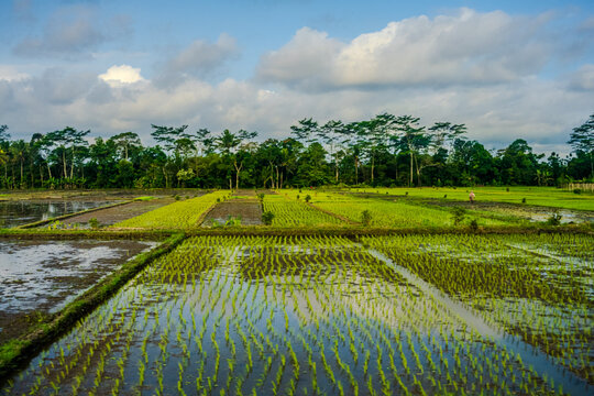 Rice paddies in Kota Malang