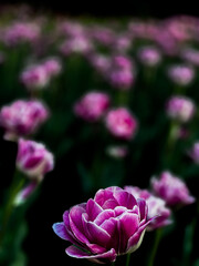 Obraz premium Pink Bloom in Soft Focus