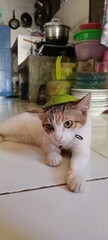 cat in the kitchen © Sawia