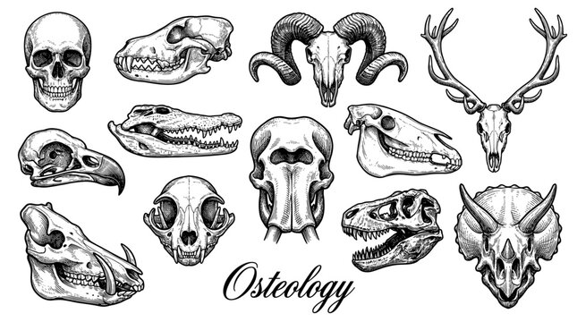 Hand Drawn Osteology Collection: Vintage Engraving Style Set of Human, Animal, and Dinosaur Skulls including T-Rex, Triceratops, Ram, Deer, and Elephant