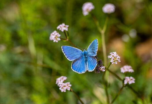 Many-eyed Sky Blue butterfly (Lysandra bellargus) on the plant