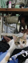 cat on the roof © Sawia