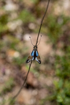 Blue owlfly Libelloides macaronius, a strange European insect,
