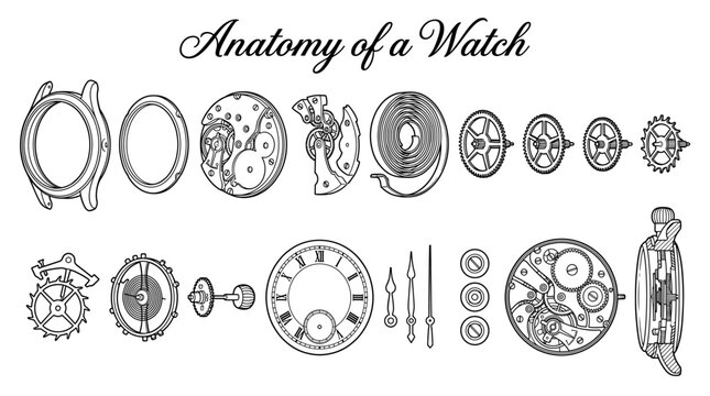 Detailed Anatomy of a Mechanical Watch Vector Illustration: Exploded View of Clockwork Components, Gears, and Movement Mechanism