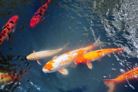 Colorful koi fish swimming in clear pond water