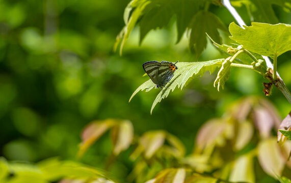 Solomon's Tiger butterfly (Rapala suleymani) on the plant.