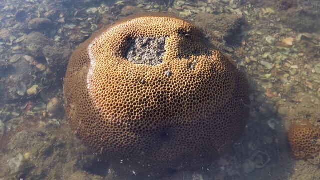 Massive starlet colonial coral (Siderastrea siderea) in Andamant Sea infauna. Thailand