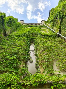 Leipzig, Germany - 24. May 2026: Building wall covered in green ivy in Leipzig, Germany
