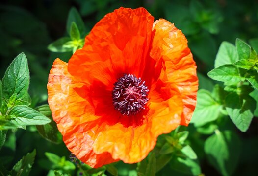 Vibrant red poppy blooming among fresh green leaves