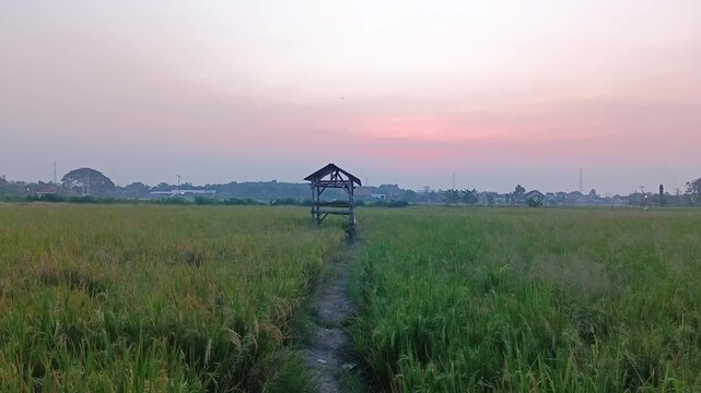 landscape of Indonesian rice paddies at sunset with a hut building in the middle of the embankment