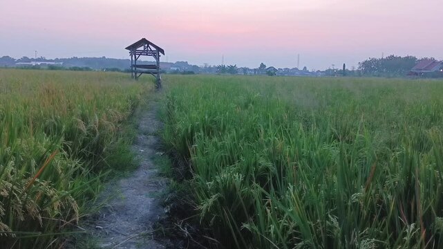 landscape of Indonesian rice paddies at sunset with a hut building in the middle of the embankment
