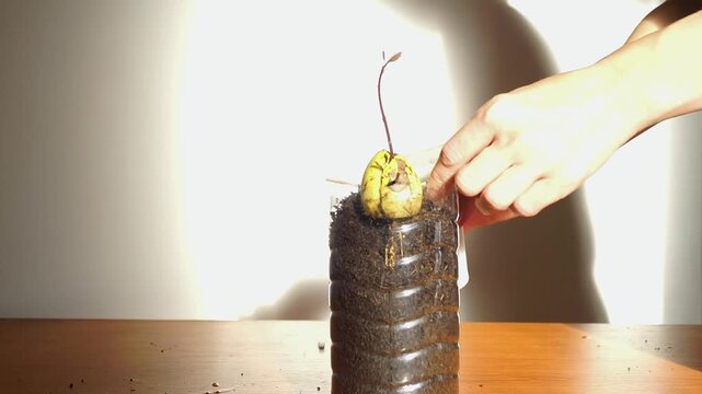 Close-up of woman adds potting mix around sprouted avocado pit suspended in repurposed bottle planter. Illustrates food-waste regeneration, circular growing methods, and resource-conscious cultivation